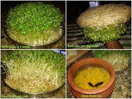 Maybe you would like to learn more about one of these? Grow Methi Hydroponically Without Soil Trustbasket