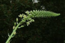 Image result for Albuca nigritana