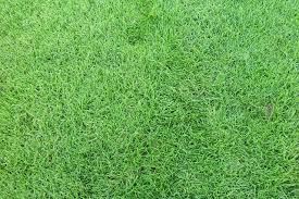 Rumput gajah rumput gajah memiliki berberapa varian, dan salah satu contoh rumput gajahadalah rumput gajah mini yang. Mengenal Jenis Rumput Untuk Taman Rumah Rumah Dan Gaya Hidup Rumah Com