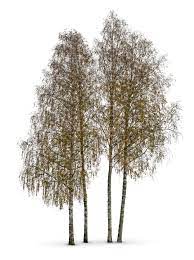 Check spelling or type a new query. Cut Out Group Of Birch Trees In Autumn Vishopper