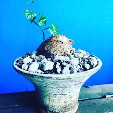 Image result for Cyclantheropsis parviflora