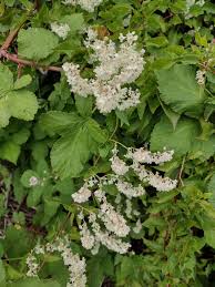 Image result for Fallopia