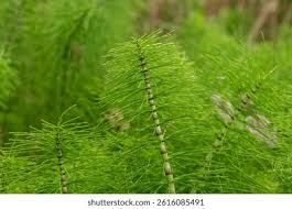 Image result for Equisetaceae