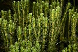 Image result for Huperzia dacrydioides