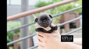 The Tea On Teacup Pugs