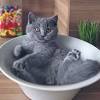 The name felix is now one of the most popular cat names in the world now and one of the most famous black cat names. 3