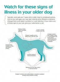 Watch For These Signs Of Illness In Your Older Dog Elderlycarehacks Senior Pet Care Senior Dogs Care Dog Illnesses