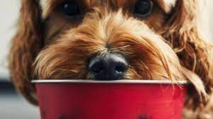This lot was supposed to be. Pet Foods Recalled Nationwide Due To Salmonella Risk Cbs News