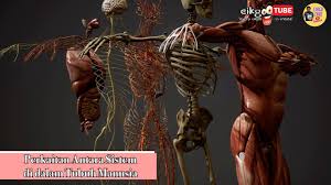 Pada malam ini, jom kita luangkan sedikit masa bagi mengenali tubuh badan kita. Sains Tahun 5 Perkaitan Antara Sistem Di Dalam Tubuh Manusia Youtube