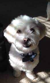 Maltese Shih Tzu Malshi I Like This Haircut Maltese Shih Tzu Pamper Pets Shih Tzu Haircuts