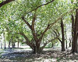 Image result for Ficus chirindensis