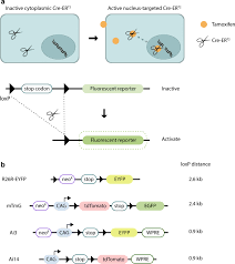 Tamoxifen, sold under the brand name nolvadex among others, is a selective estrogen receptor modulator used to prevent breast cancer in women and treat breast cancer in women and men. Tamoxifen Independent Recombination Of Reporter Genes Limits Lineage Tracing And Mosaic Analysis Using Creer T2 Lines Springerlink