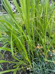 Image result for Kyllinga odorata