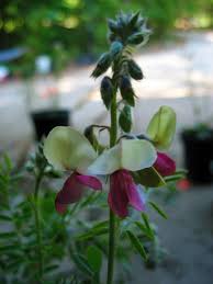 Image result for Tephrosia montana