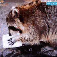 Find gifs with the latest and newest hashtags! Racoon Cotton Candy Gifs Get The Best Gif On Giphy