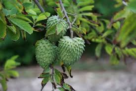 We did not find results for: Online Tropical Fruit Tree Nursery Garden Florida