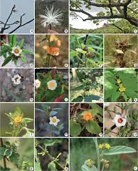 Image result for Sida urens