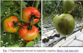 Κοινοτικο νομοθετικο πλαισιο για τον ιο. Tomato Brown Rugose Fruit Virus Tobrfv O Ios Kastanh Rytidwsh Stis Tomates Vachosradio