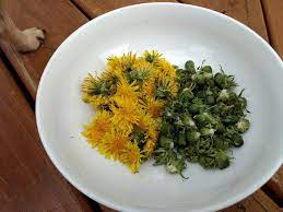 Fermented Dandelion Delights Will Forage For Food Foraging Recipes Fermentation Dandelion