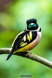 Bird With Black And Yellow Feathers 