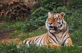 If you're looking for a specific breed of animal or an animal with a known background, you may want to work. Sorry Tiger King But Big Cats Don T Make Good Pets Discover Magazine