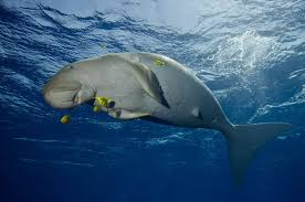 Gambar alam lautan bawah air fauna kehidupan hewan terancam punah jenis florida ikan duyung mamalia laut biologi kelautan manatee dugong seacow 4932x3264 954857. Mengenal Biota Laut Dugong Dugon Mamalia Laut Pemakan Tumbuhan Halaman 1 Kompasiana Com
