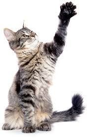 However, major swelling is not normal and prevent licking: Cat Spay Neuter Covina