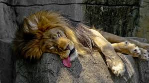 For your convenience mconvert has online euro to moldovan leu (eur vs mdl) history chart and a table of popular currency pairs with their latest exchange rates for 11/21/2020. Dealerii Se AsteaptÄƒ Ca Euro SÄƒ SarÄƒ Luni De 4 85 Lei La Cursul Bnr ExplicaÅ£iile