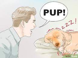 How To Handle A Dog S Nightmares Pet Clinic Nightmare Sleeping Dogs