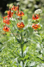 Plants are available individually in quarts. Lilium Michiganense Michigan Lily Prairie Moon Nursery