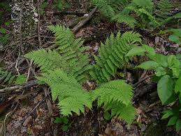 You can use them as specimen plants or as companions for other. Dryopteris Marginalis Marginal Wood Fern Go Botany