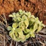 Image result for Coleus cylindraceus