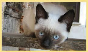 Simon, sam, sammy, sassy, samantha and sasha all made the list of popular names for siamese cats. Siamese Cat Names