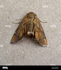 Image result for Apoda limacodes