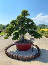 South of barranquitas and comerio; This Flamboyan Bonsai I Saw In Puerto Rico Bonsai Bonsai Bonsai Care Plants
