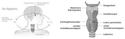 Die Schilddruse Schilddrusenpraxis Osteoporosepraxis Dr Michael Lehner