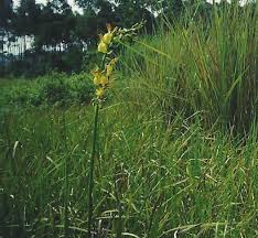 Image result for Eulophia angolensis