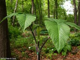 Image result for Arisaema