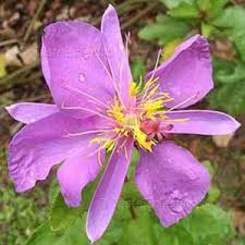 Image result for Clappertonia ficifolia