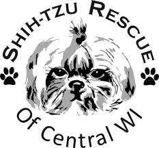 Check out these 17 dogs that look suspiciously like real life teddy bear dogs. Pets For Adoption At Shih Tzu Rescue Of Central Wi In Schofield Wi Petfinder