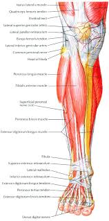 Muscles Of Lower Leg Muscle Anatomy Leg Anatomy Human Anatomy And Physiology