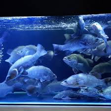 Aquarium kaca biasa aquarium jenis ini bisa dapat anda dapatkan di toko ikan hias air tawar di kota anda atau anda dapat memesan langsung pada toko kaca terdekat agar ukurannya dapat disesuaikan dengan yang anda mau. Hiasan Aquarium Ikan Hias Barramundi Air Tawar Ikan Hias Ikan Predator Aquascape Ikan Kakap Putih Shopee Indonesia