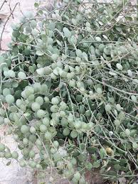As the plant matures you can expect it to reach up to around 50 cm (20″) tall. Silver Dollar Plant Xerosicyos Danguyi Urban Tropicals