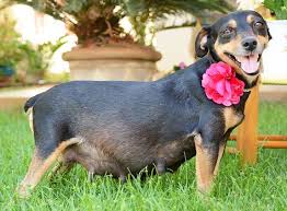 This Pregnant Dog Had Her Own Maternity Shoot And The Photos Are Priceless Dogs Pinterest Pregnant Dog Dog And Pet Care