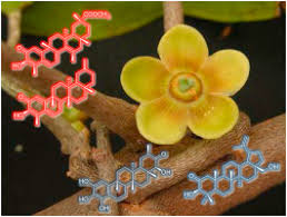 Image result for Salacia orientalis