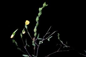 Image result for Zornia setosa