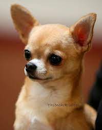6 Unbelievable Training Chihuahuas With Praise And Affection Ideas Chihuahua Love Chihuahua Cute Chihuahua