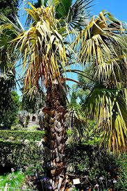 In Jardin Des Plantes De Montpellier France Plant Leaves Montpellier Palm Trees