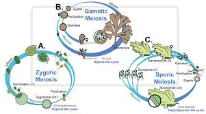 Types Of Protists Ck 12 Foundation