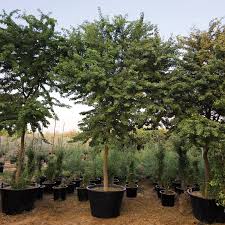 Image result for Pithecellobium dulce